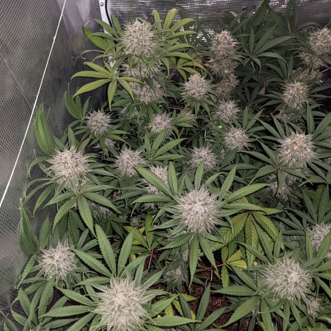 Cousin It growlog timeline photo