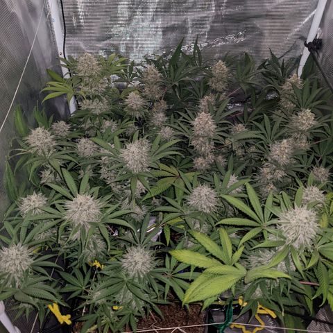 Cousin It growlog timeline photo