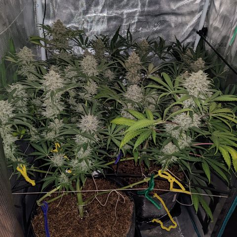 Cousin It growlog timeline photo