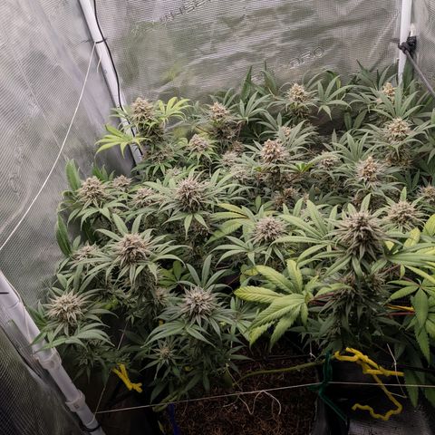 Cousin It growlog timeline photo