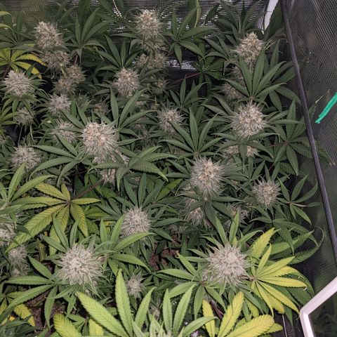 Cousin It growlog timeline photo