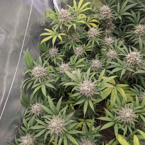 Cousin It growlog timeline photo