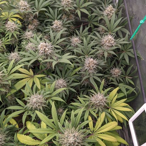 Cousin It growlog timeline photo
