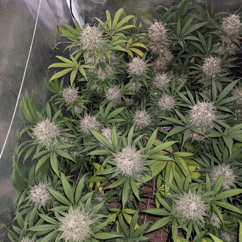 Cousin It growlog timeline photo