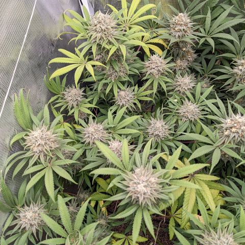 Cousin It growlog timeline photo