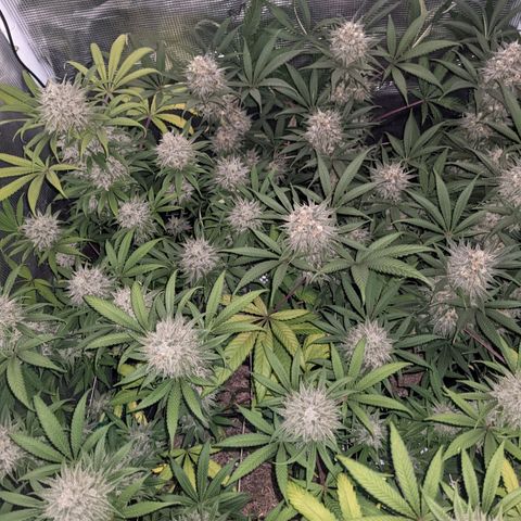 Cousin It growlog timeline photo