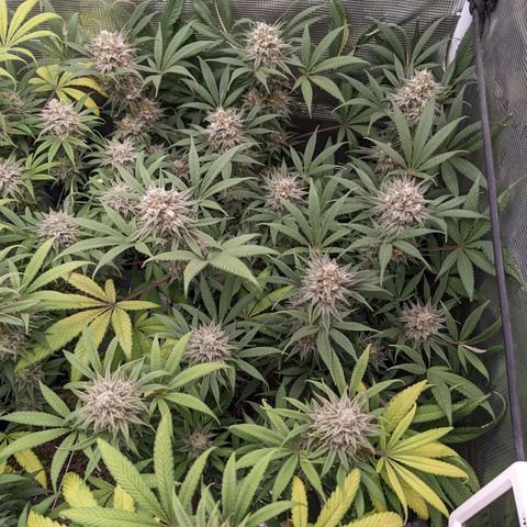 Cousin It growlog timeline photo