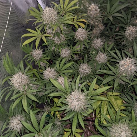 Cousin It growlog timeline photo