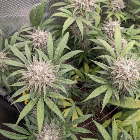 Cousin It growlog timeline photo