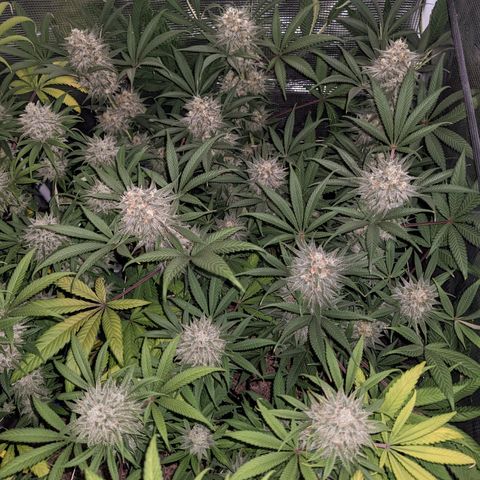 Cousin It growlog timeline photo