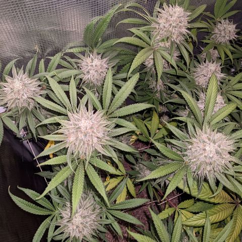 Cousin It growlog timeline photo