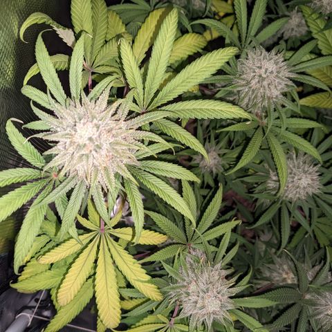 Cousin It growlog timeline photo