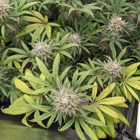 Cousin It growlog timeline photo