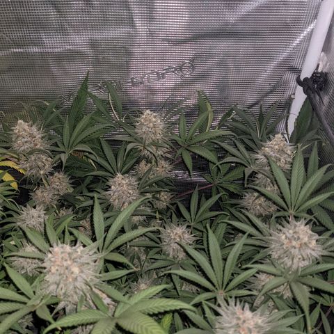 Cousin It growlog timeline photo
