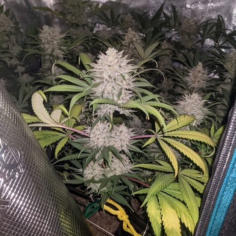 Cousin It growlog timeline photo