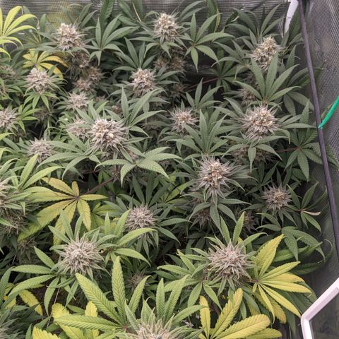 Cousin It growlog timeline photo