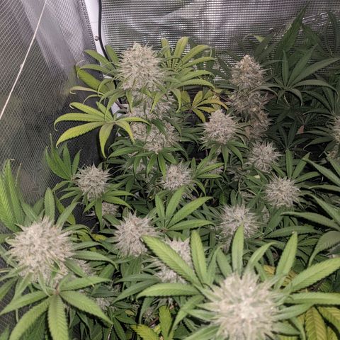 Cousin It growlog timeline photo