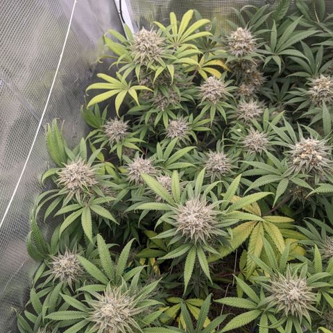 Cousin It growlog timeline photo