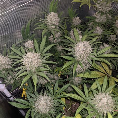 Cousin It growlog timeline photo