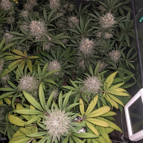 Cousin It growlog timeline photo