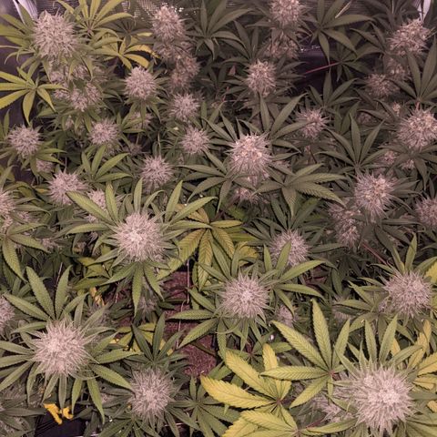 Cousin It growlog timeline photo