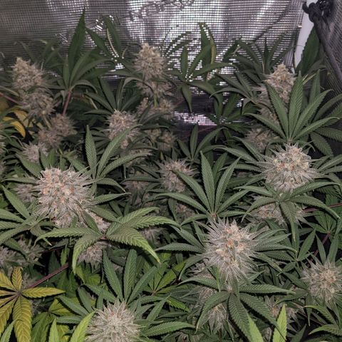Cousin It growlog timeline photo