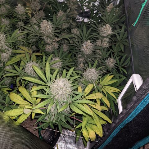Cousin It growlog timeline photo