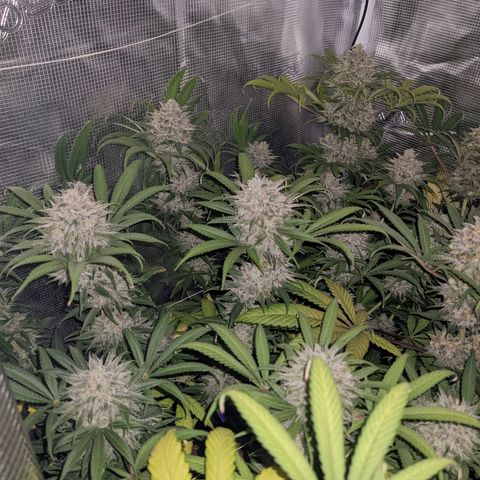 Cousin It growlog timeline photo