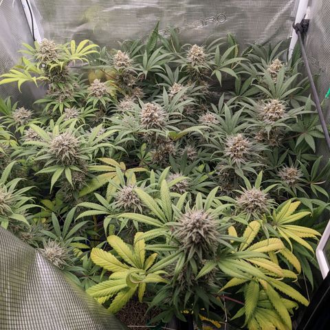 Cousin It growlog timeline photo