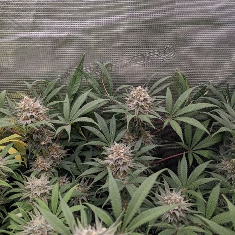 Cousin It growlog timeline photo