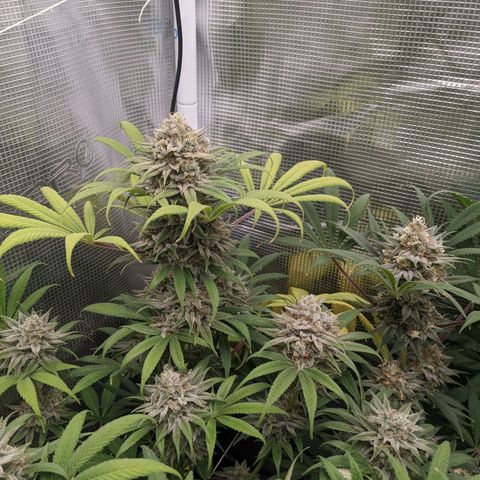 Cousin It growlog timeline photo