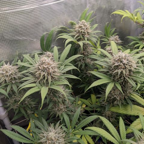 Cousin It growlog timeline photo