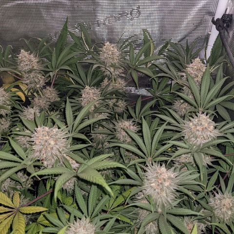 Cousin It growlog timeline photo