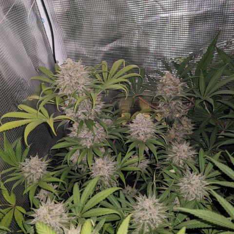 Cousin It growlog timeline photo