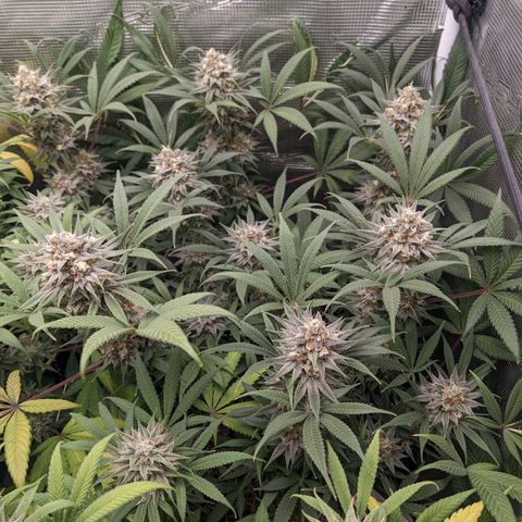 Cousin It growlog timeline photo