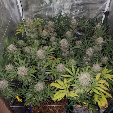 Cousin It growlog timeline photo