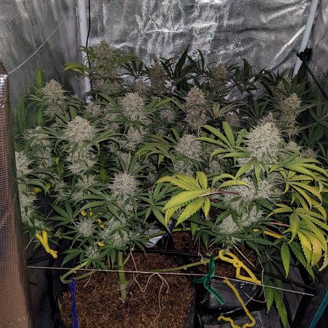 Cousin It growlog timeline photo