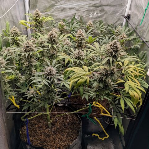 Cousin It growlog timeline photo