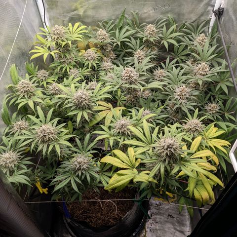 Cousin It growlog timeline photo