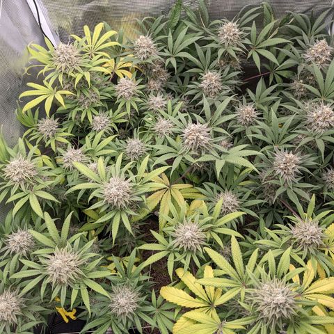 Cousin It growlog timeline photo