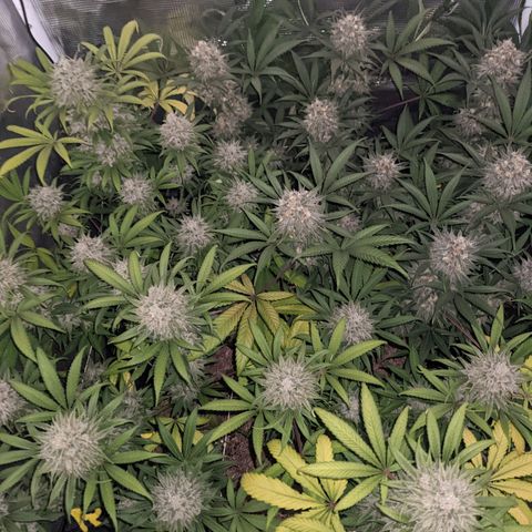 Cousin It growlog timeline photo