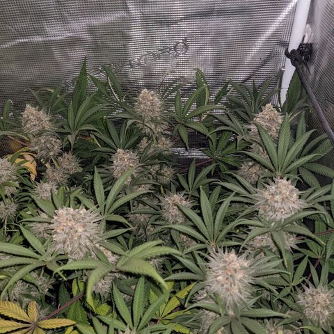 Cousin It growlog timeline photo