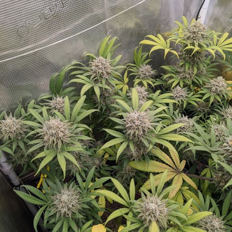 Cousin It growlog timeline photo