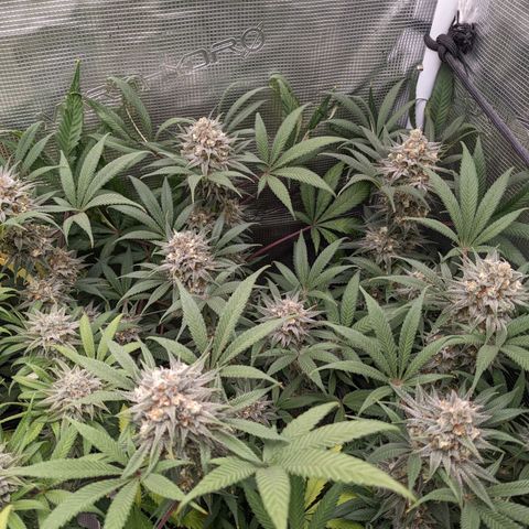Cousin It growlog timeline photo