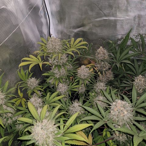 Cousin It growlog timeline photo