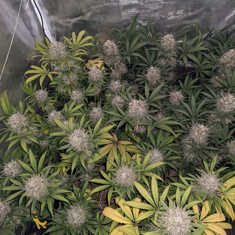 Cousin It growlog timeline photo