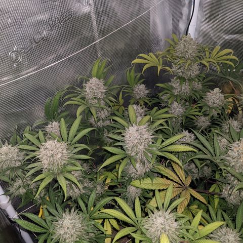 Cousin It growlog timeline photo