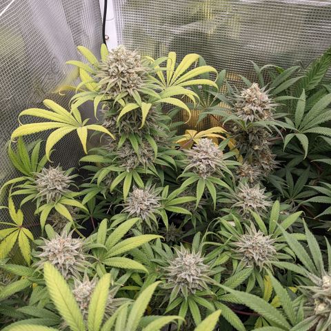 Cousin It growlog timeline photo