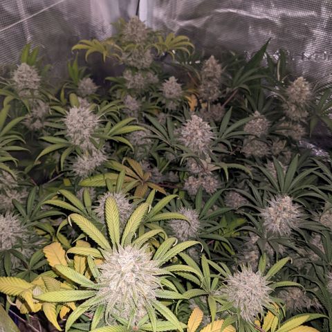 Cousin It growlog timeline photo