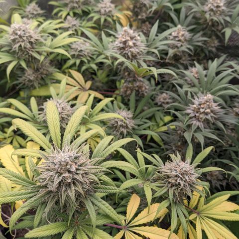 Cousin It growlog timeline photo